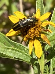 Astylus vittaticollis