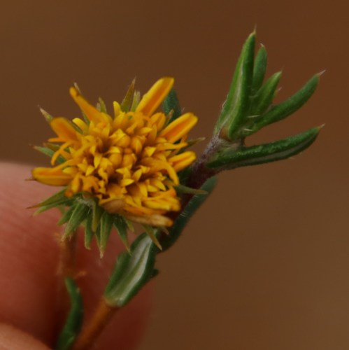 Image of Gorteria alienata by (c) Tony Rebelo, some rights reserved (CC BY-SA)