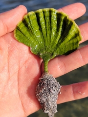 Udotea flabellum