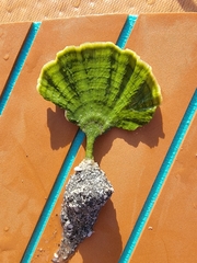 Udotea flabellum
