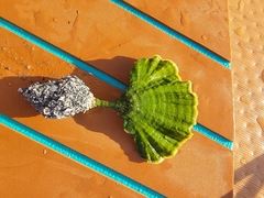 Udotea flabellum