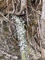 Fungi