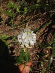 Sidalcea malachroides