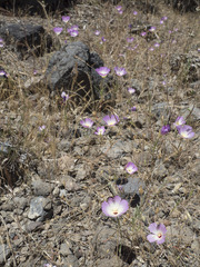 Clarkia gracilis albicaulis