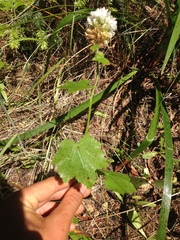 Sidalcea malachroides
