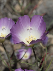 Clarkia gracilis albicaulis