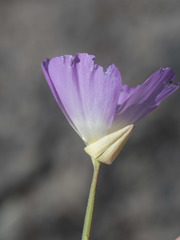 Clarkia gracilis albicaulis