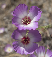 Clarkia gracilis albicaulis