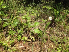 Sidalcea malachroides