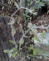 Eucalyptus globulus
