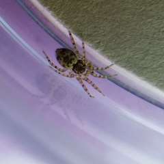 Oecobius maculatus
