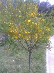 Genista monspessulana
