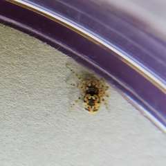 Oecobius maculatus