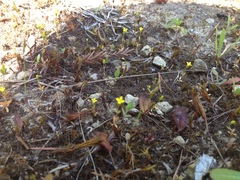 Cicendia quadrangularis