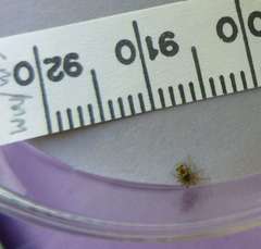 Oecobius maculatus