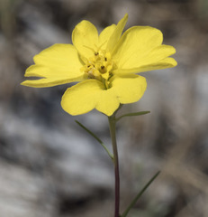 Calycadenia truncata