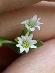 Cerastium nutans