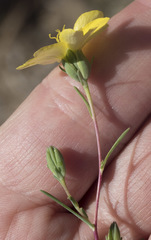 Calycadenia truncata