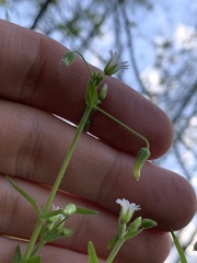 Cerastium nutans