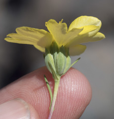 Calycadenia truncata