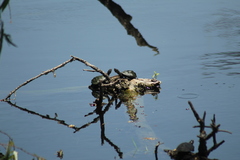 Kinosternon hirtipes murrayi