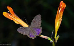Eurybia molochina