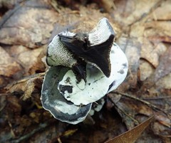 Phellodon niger alboniger