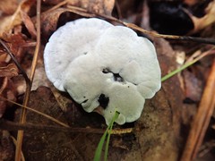 Phellodon niger alboniger