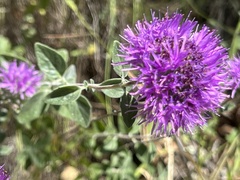 Monardella purpurea