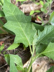 Solanum carolinense carolinense