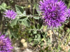 Monardella purpurea
