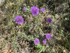 Monardella purpurea
