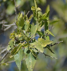 Celtis tala