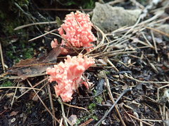 Ramaria subbotrytis