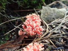 Ramaria subbotrytis