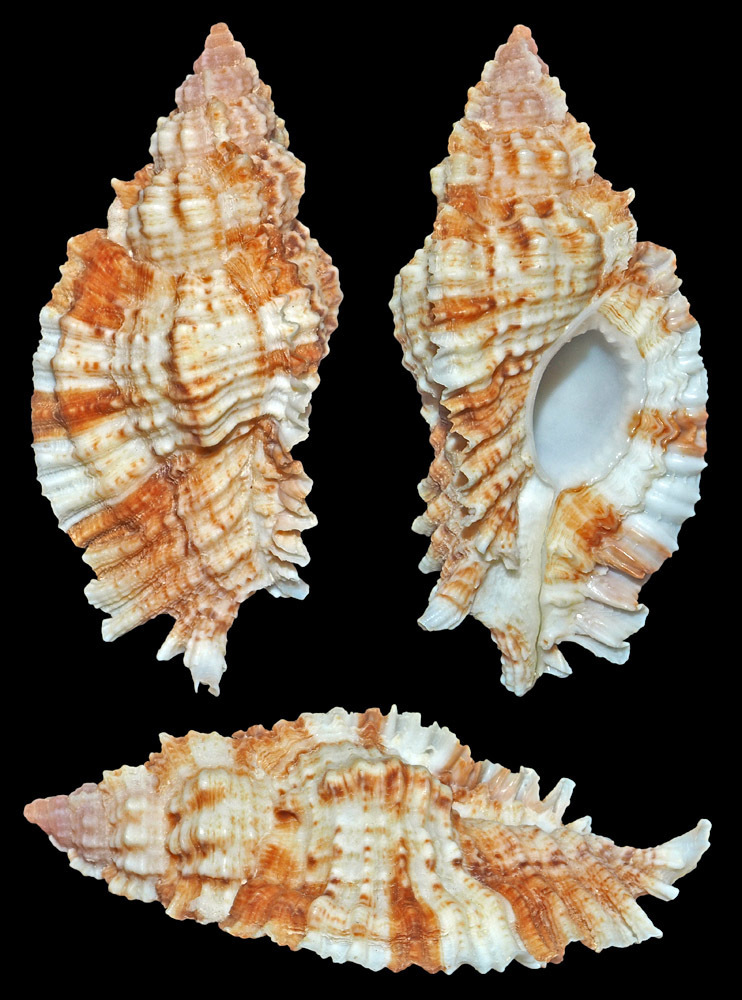 Naquetia cumingii