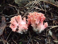 Ramaria subbotrytis