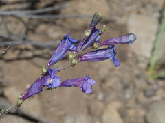 Penstemon azureus