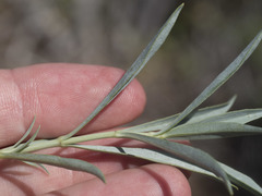 Penstemon azureus