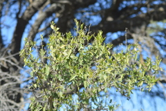 Celtis tala