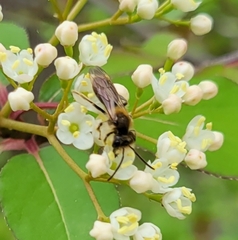Andrena crataegi