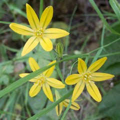 Triteleia ixioides ixioides