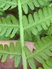 Deparia acrostichoides