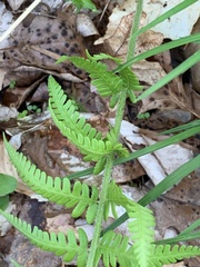 Deparia acrostichoides