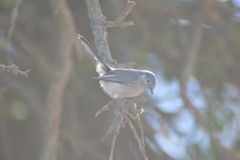 Polioptila dumicola