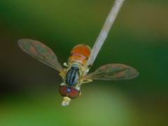 Toxomerus boscii