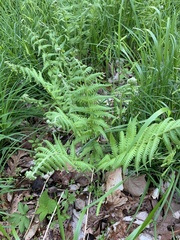 Deparia acrostichoides