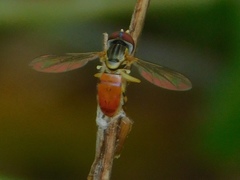 Toxomerus boscii