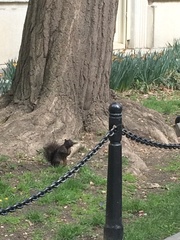 Sciurus carolinensis