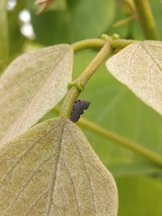 Enchenopa quadricolor
